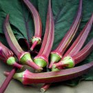 TSN 30 SEEDS RED BURGUNDY OKRA SEEDS FRESH FOR GARDENS