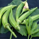 TSN 30 SEEDS CLEMSON SPINLESS OKRA SEEDS FRESH FOR GARDENS
