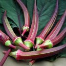 TSN 75 SEEDS RED BURGUNDY OKRA SEEDS FRESH FOR GARDENS TSN 75 SEEDS RED BURGUNDY OKRA SEEDS FRESH FOR GARDENS