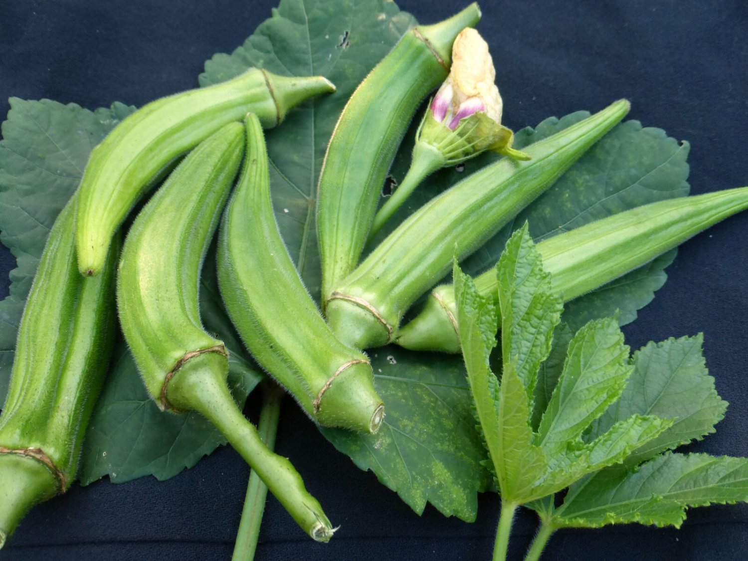 TSN 75 SEEDS CLEMSON SPINLESS OKRA SEEDS FRESH FOR GARDENS
