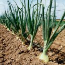 Yellow Sweet Spanish Onion Seeds 250 Non-GMO Sweet, Mild Bulbs for Garden Growing Yellow Sweet Spanish Onion Seeds 250 Non-GMO Sweet, Mild Bulbs for Garden Growing