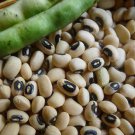 Blackeye Cowpea Seeds – 25 Seeds – Vegetable Garden Planting