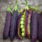 Blue Shelling Pea Seeds – 140 Seeds – Vegetable Garden Planting