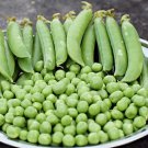 Sugar Ann Snap Pea Seeds – 140 Seeds – Vegetable Garden Planting