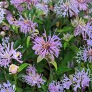 Monarda Fistulosa Wild Bergamot Seeds – 100 Native Bee Balm Seeds for Pollinator Garden