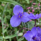 Prairie Spiderwort Seeds 150 Pack Tradescantia occidentalis Native Perennial Wildflower Seeds