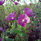 Purple Poppy Mallow Seeds 15 Pack Callirhoe involucrata Native Prairie Perennial Wildflower