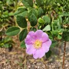 Swamp Rose Seeds 30 Pack Rosa palustris Native Wetland Pink Flower Shrub