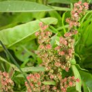 Pale Dock Seeds 100 Pack Rumex altissimus Native Tall Dock Wildflower