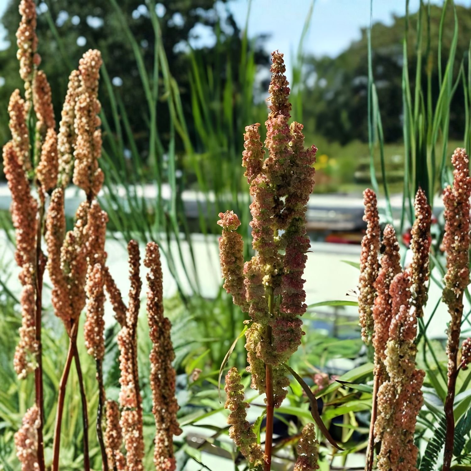 Great Water Dock Seeds 100 Pack Rumex orbiculatus Wetland Perennial Pond Margin Plant