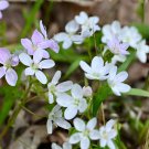 Spring Beauty Seeds 75 Pack (Claytonia virginica) Native Woodland Wildflower Spring Beauty Seeds 75 Pack (Claytonia virginica) Native Woodland Wildflower