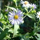 Swamp Aster Seeds 350 Pack (Symphyotrichum puniceum) Native Wetland Wildflower