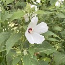 Swamp Rose Mallow Seeds 30 Pack (Hibiscus moscheutos) Native Wetland Flower