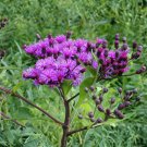 Tall Ironweed Seeds 100 Pack (Vernonia gigantea) Native Perennial Wildflower