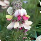 Goat’s Rue Seeds 10 Pack (Tephrosia virginiana) Native Prairie Wildflower