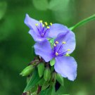 Western Spiderwort Seeds 100 Pack (Tradescantia occidentalis) Native Prairie Wildflower