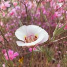 Winding Mariposa Lily Seeds 30 Pack (Calochortus flexuosus) Native Wildflower