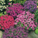 500 Seeds Rock Cress Seeds Royal Hummingbird Spring Mix Ground Cover Deer Resistant