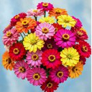 250 Zinnia Hummingbird Lilliput Seeds Spring Mix Flowers Huge