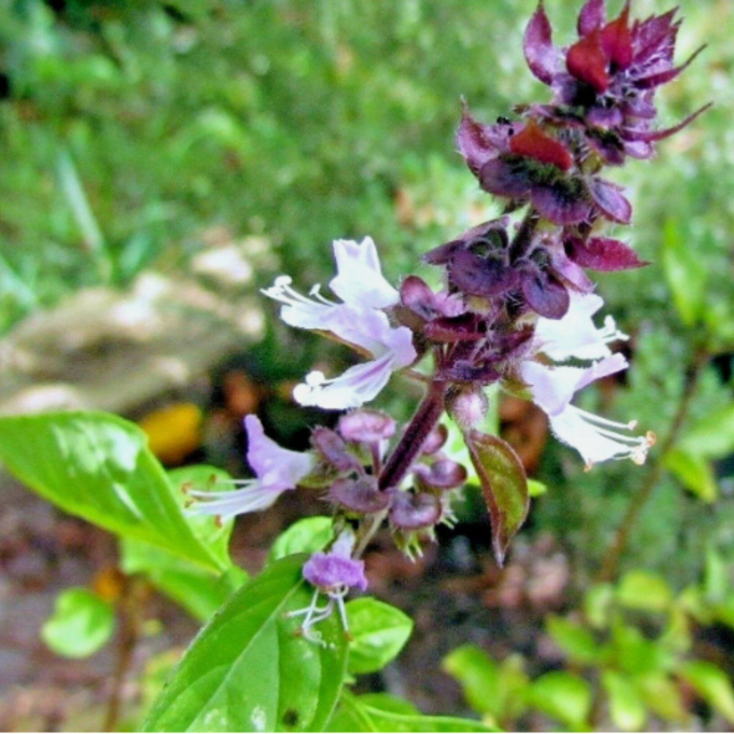 600 Mexican Basil Seeds Rare Spring Herb Garden Mosquito Insect Repellent Usa