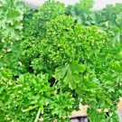 2000 Parsley Spring Seeds Herb Garden Vegetable Non-Gmo Heirloom Curled Greens