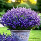 800 Lavender Vera Seeds Perennial Spring Mosquito Pest Repellent
