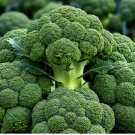 1200 Seeds Broccoli Waltham Heirloom Vegetable Garden Nongmo
