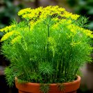 800 Seeds Dill Spring Drought Tolerant Herb Vegetable Garden Nongmo Heirloom