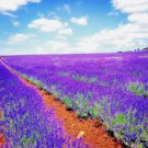 1200 Seeds Lavender Vera Spring Mosquito Insect Repellent Perennial