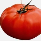200 Seeds Tomato Allamerican Seeds Giant Beefsteak Massive Fruits Heirloom Vegetable