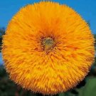 50 Seeds Double Tall Teddy Sunflower Seeds Spring Nongmo Giant Rare Butterflies