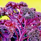 300 Seeds Kale Ornamental Borecole Spring Red Seeds Garden Beautiful Deer Resistant