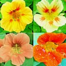 60 Seeds Nasturtium Spring Mix Seeds Drought Shade Tolerant Flowers Dwarf