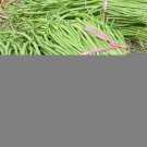 120 Seeds Dark Green Yard Long Bean Seeds Heirloom Organic Heirloom Fresh