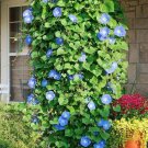 200 Seeds Morning Glory Seeds Heavenly Blue Climbing Beautiful Fresh