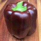 50 Seeds Chocolate Bell Pepper Seeds Sweet Heairloom Organic Non Gmo