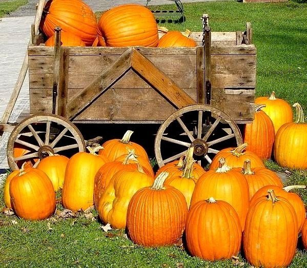 10 Seeds Large Jack O Lantern Pumpkin Seeds Carving Pumpkin Seeds Lbs Heirloom