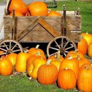 10 Seeds Large Jack O Lantern Pumpkin Seeds Carving Pumpkin Seeds Lbs Heirloom