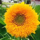 10 Seeds Double Dwarf Sunflower Seeds Dwarf Teddy Bear Sungold Fresh