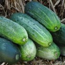 25 Seeds Spacemaster 80 Seeds Cucumber Seeds Heirloom Organic Non Gmo