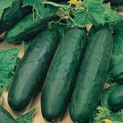 50 Seeds Marketmore 76 Cucumber Seeds Non Gmo Heirloom Organic