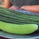 100 Seeds Painted Serpent Cucumber Seeds Organic Heirloom Non Gmo
