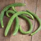 25 Seeds Painted Serpent Cucumber Seeds Organic Heirloom Rare