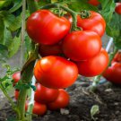 30 Seeds Jersey Tomato Seeds Beefsteak Organic Non Gmo Fresh