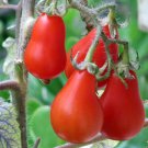 10 Seeds Red Pear Tomato Seeds Heirloom Non Gmo