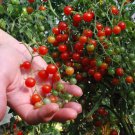 30 Seeds Sweet Pea Currant Tomato Seeds Tiny 1000'S Of Tomatoes Rare