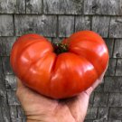 10 Seeds Giant Beefsteak Tomato Seeds Huge Heirloom Organic Non Gmo