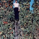 10 Seeds Trip L Crop Tomato Seeds Tomato Tree 15 Seeds Foot Vines Rare