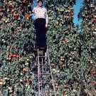 120 Seeds Trip L Crop Tomato Seeds Tomato Tree 15 Seeds Foot Vines Rare