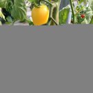 120 Seeds Cream Sausage Tomato Seeds Heirloom Oragnic Non Gmo Rare
